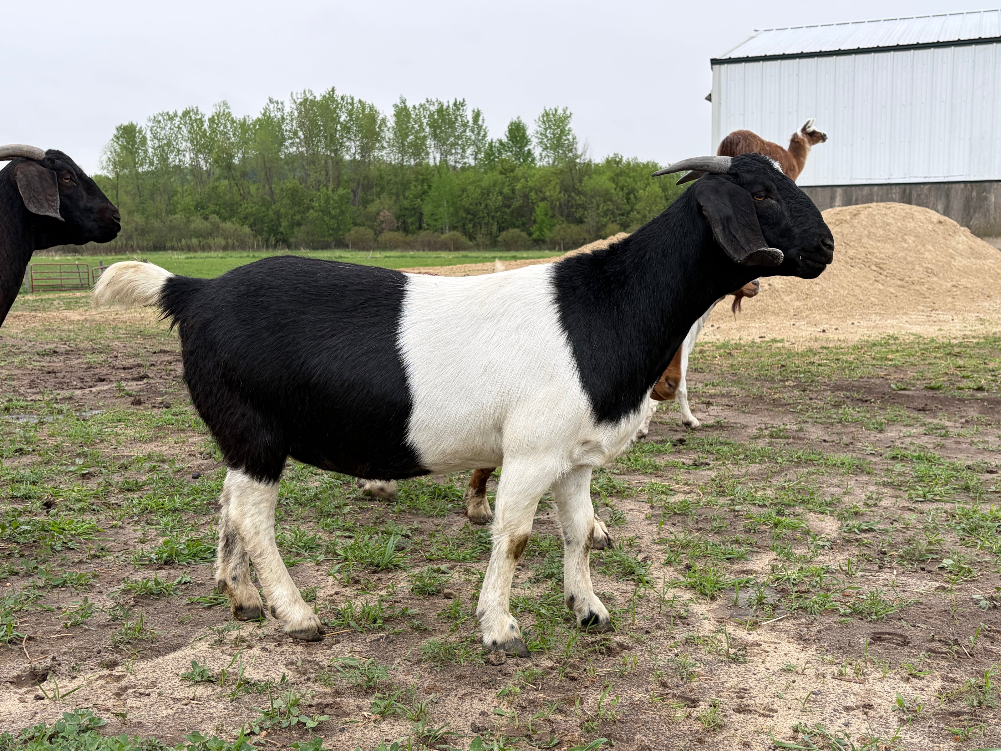 Black and white goat standing in a pasture with trees and a barn in the background. The goat is a female boer goat that is half black and half white in color. 
