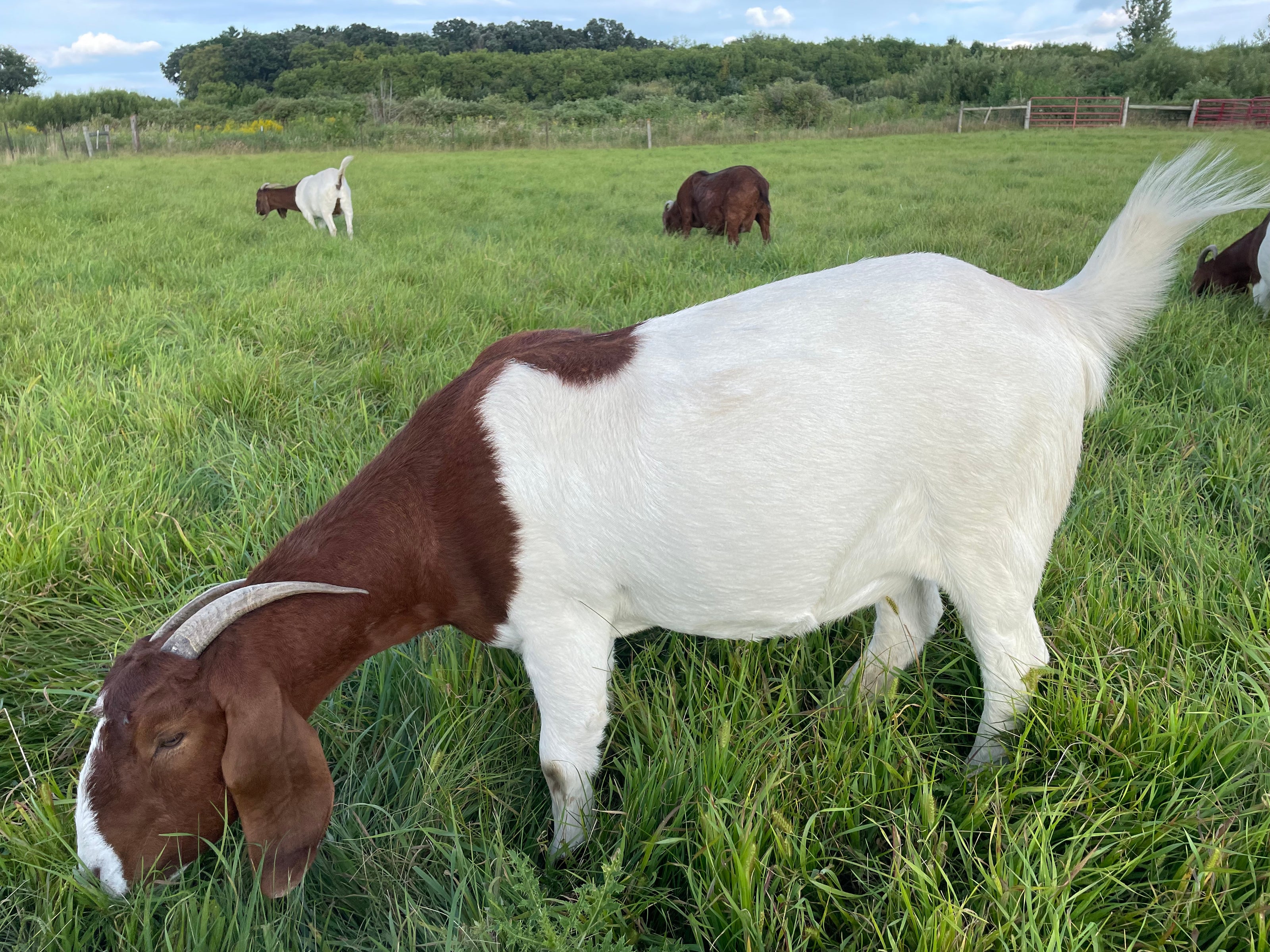 Goat eating grass in a pasture. 