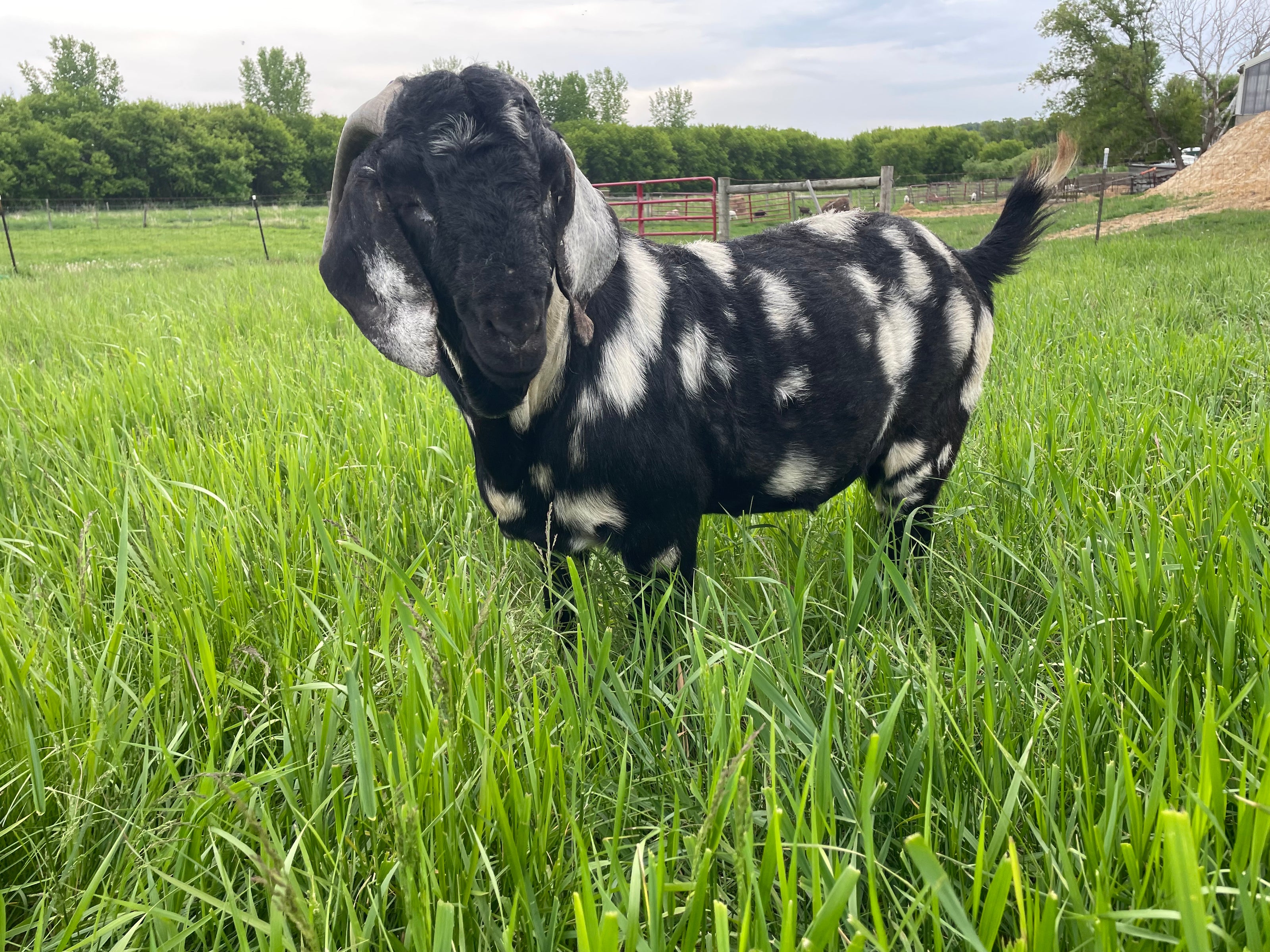 Black and white dappled goat standing in a tall grassy field with trees in the distant background. 