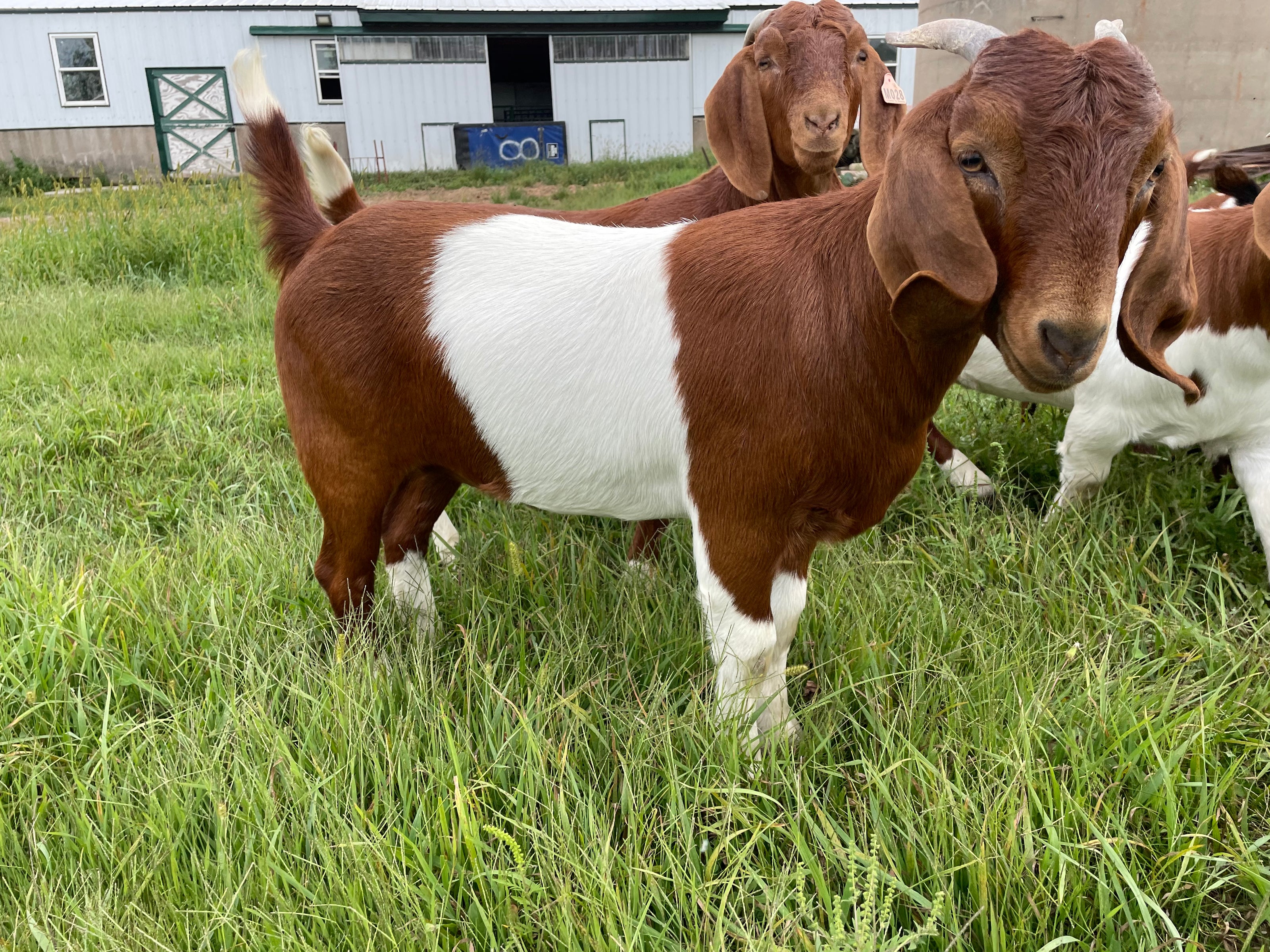 Goat that has a brown front and rear and a white belly standing in green grass. 