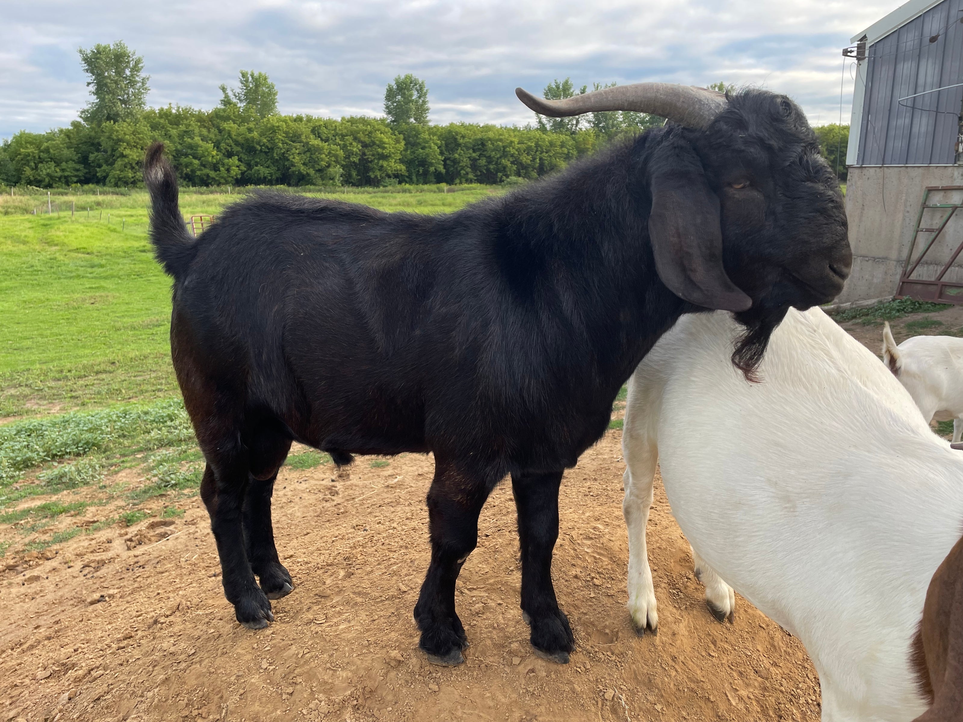 A solid black boer male goat standing on a sand pile outside. A white female goat is standing in front of him. 