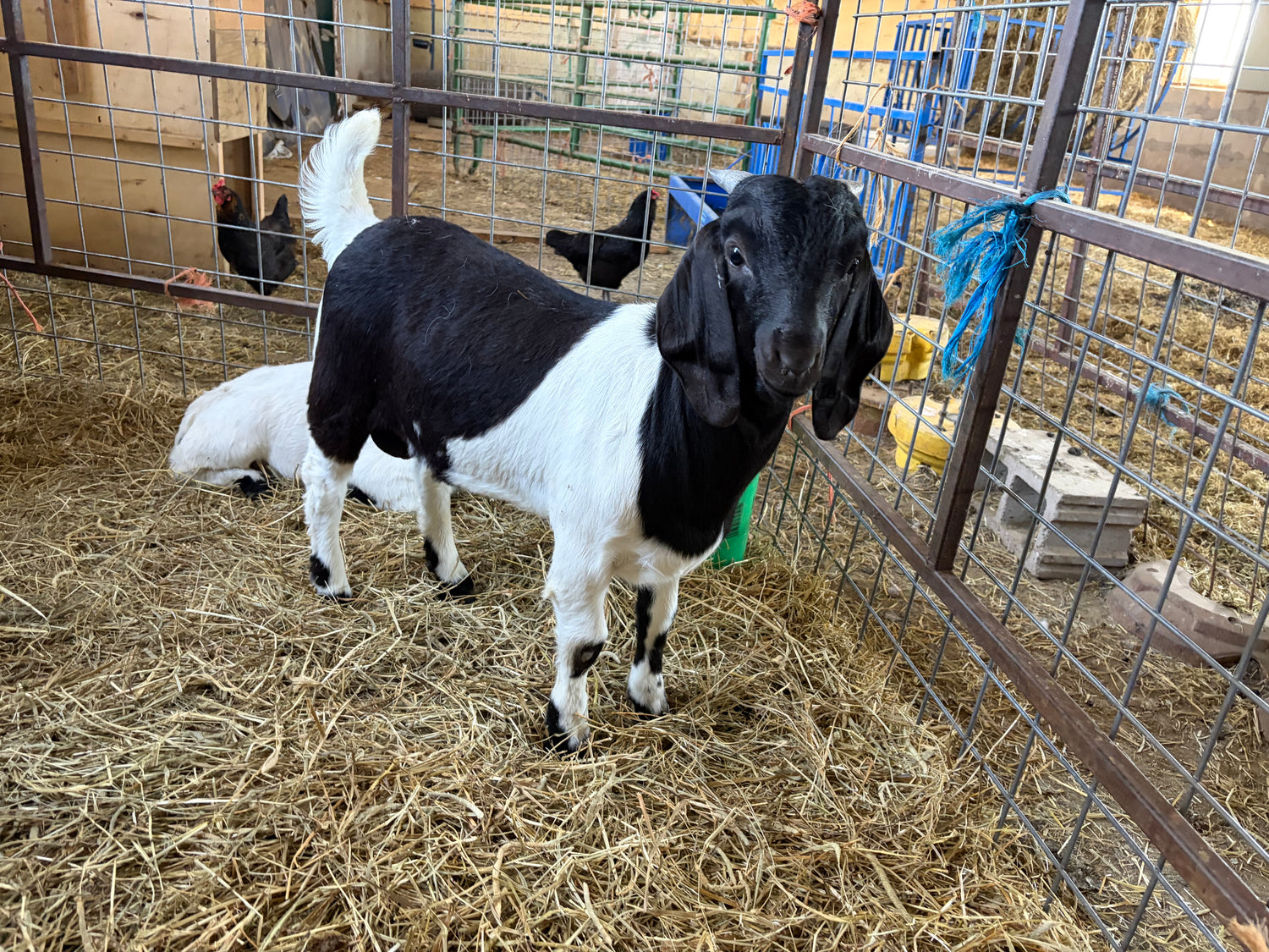 Black and white young goat standing in hay in a barn with a fenced pen setup n the background. 