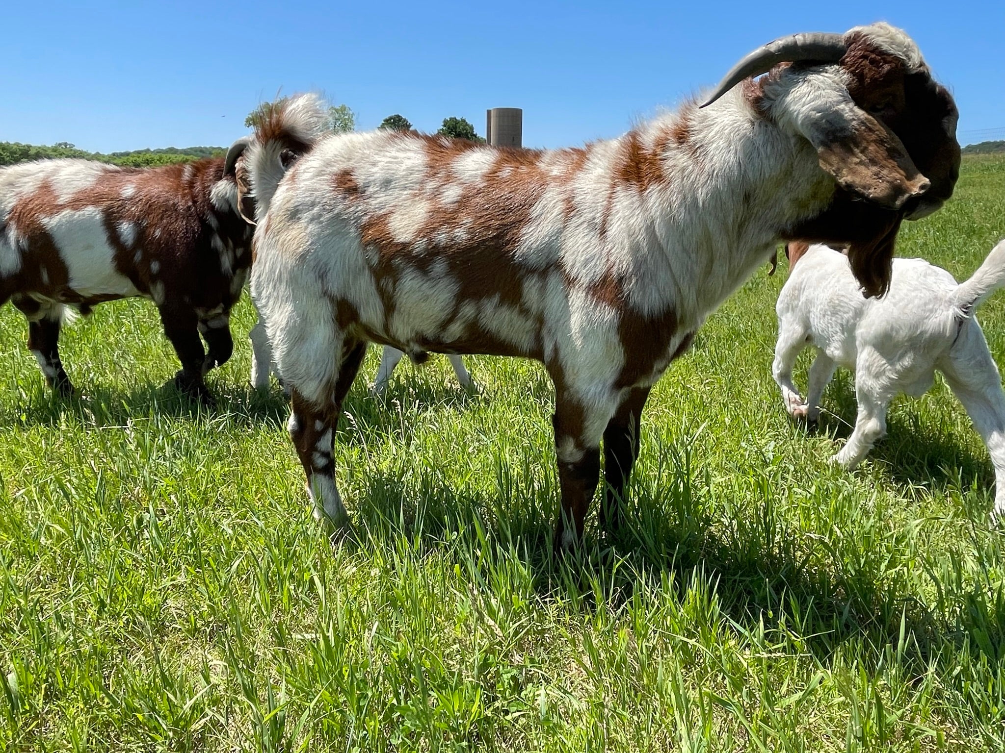A brown and white spotted male boer goat in a grass pasture with other male goats behind him. 