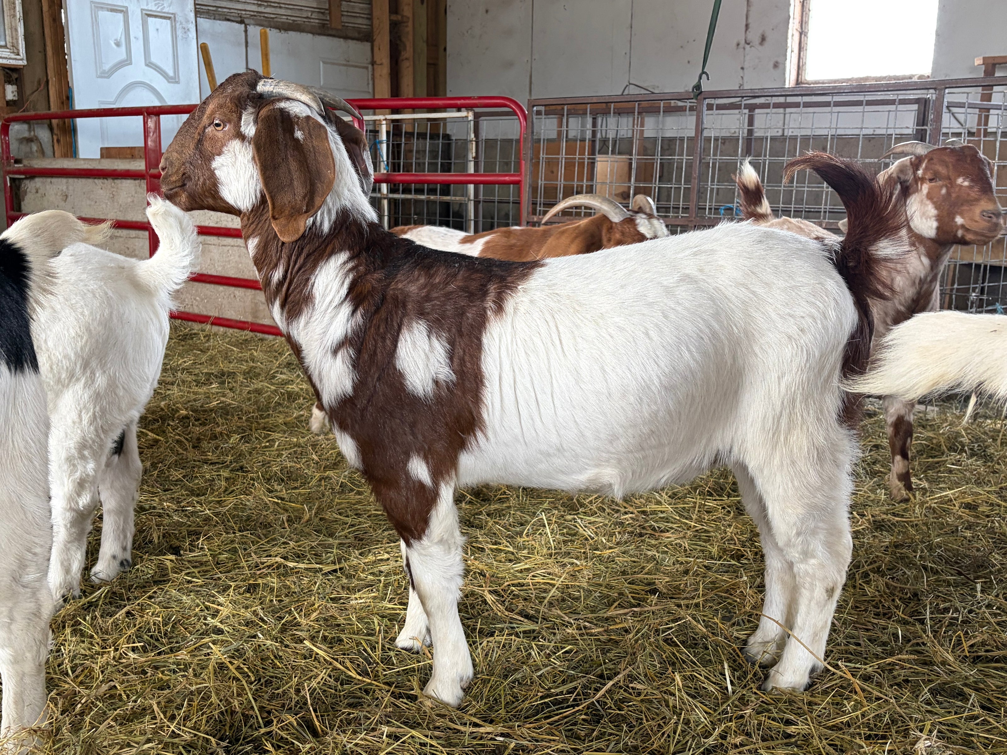 Boer goat standing in a barn with hay. Goat is one and a half years old and is primarily white in color. She has a brown front half with white spots and brown coloring on her tail. 