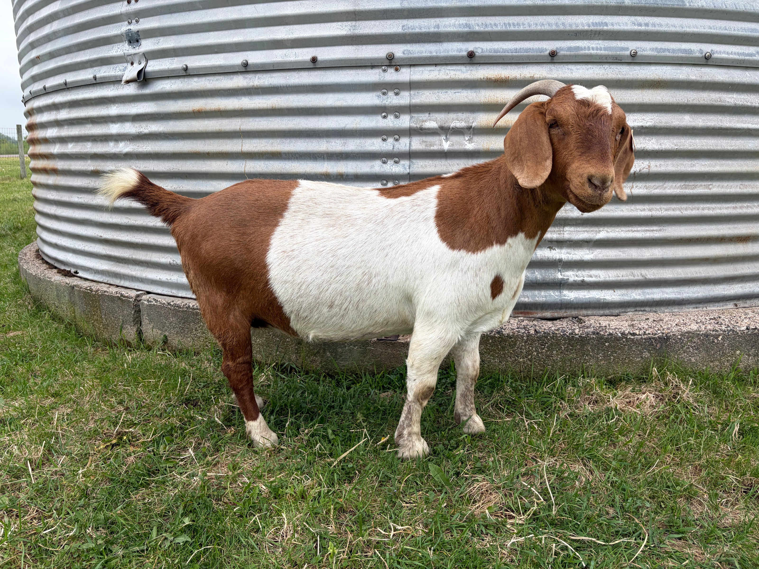Female goat standing in front of a corrugated metal grain bin on grass. The goat is brown and white in color. 