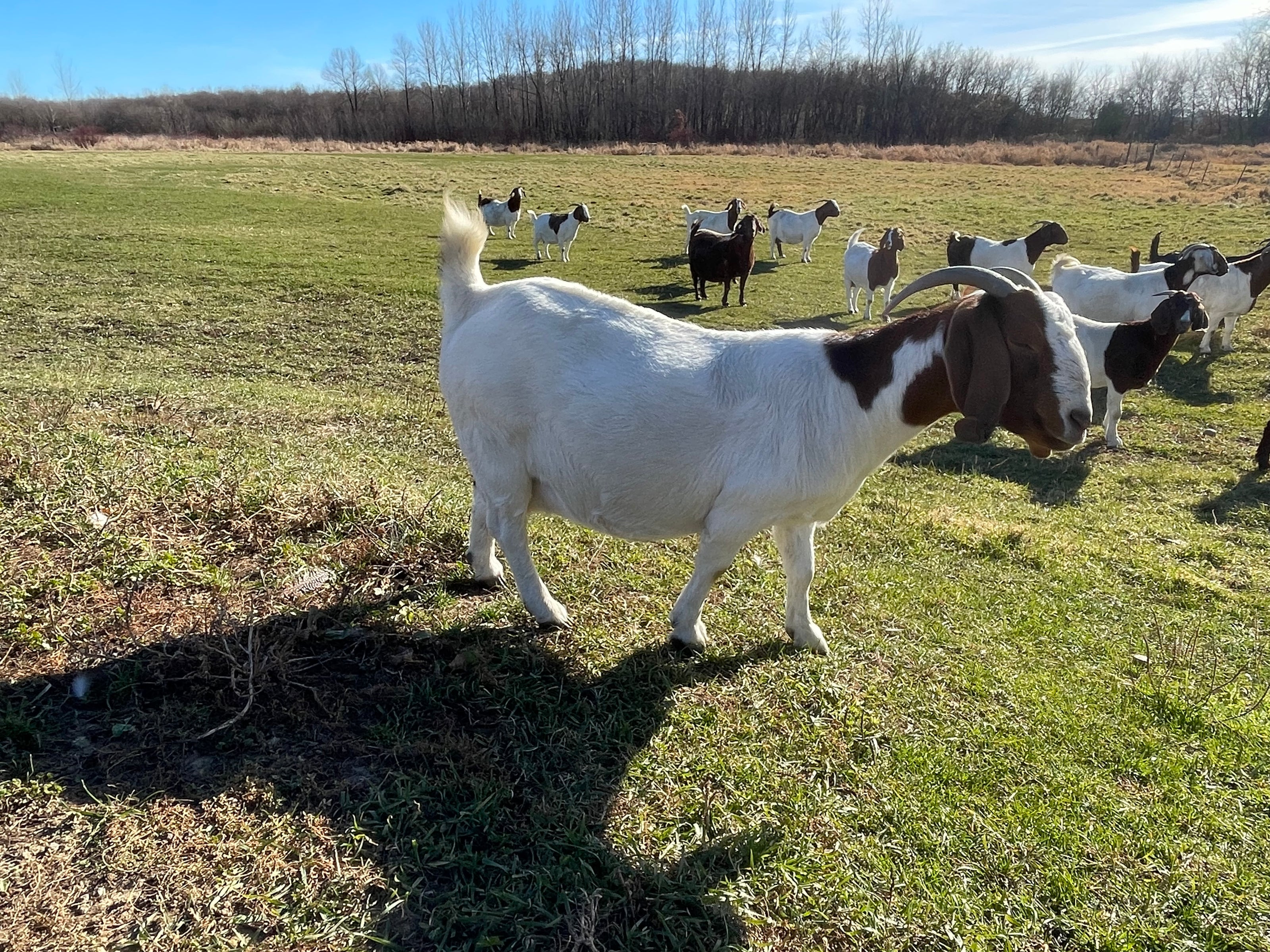 A white female goat with red head. She is standing outside on a small hillside with more goats behind her. 