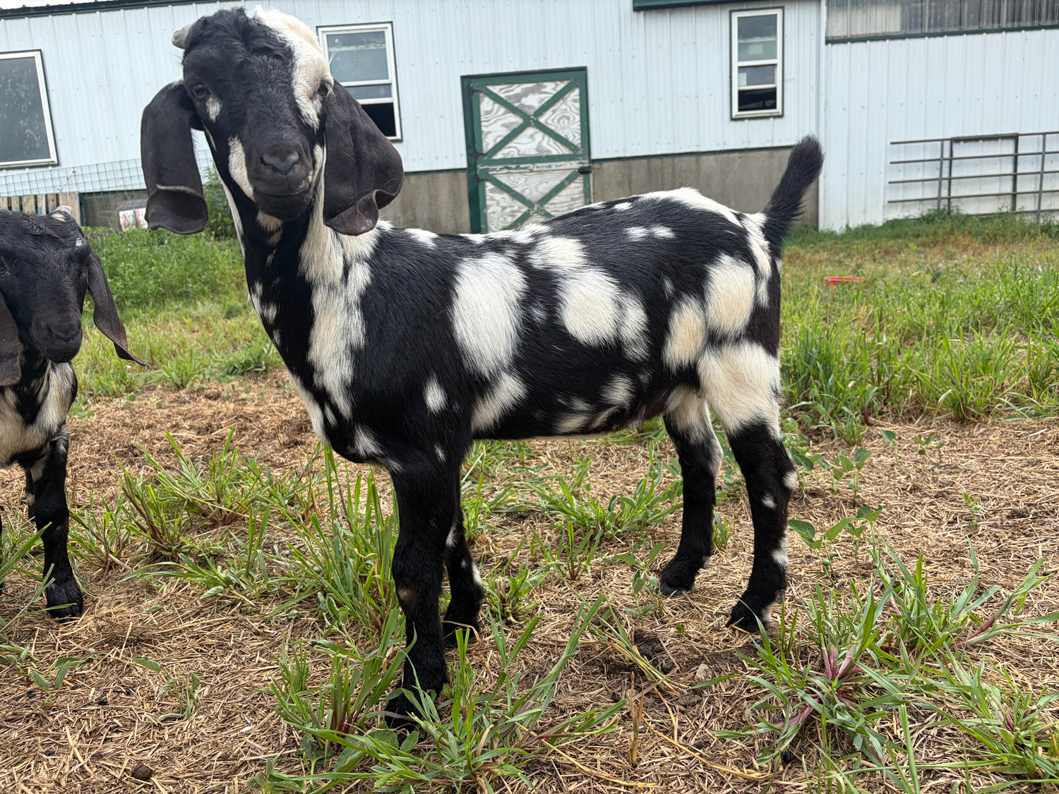 A black and white dappled boer goat standing on a grassy, dirt-covered ground in front of a white barn. Another goat is partially visible on the left edge