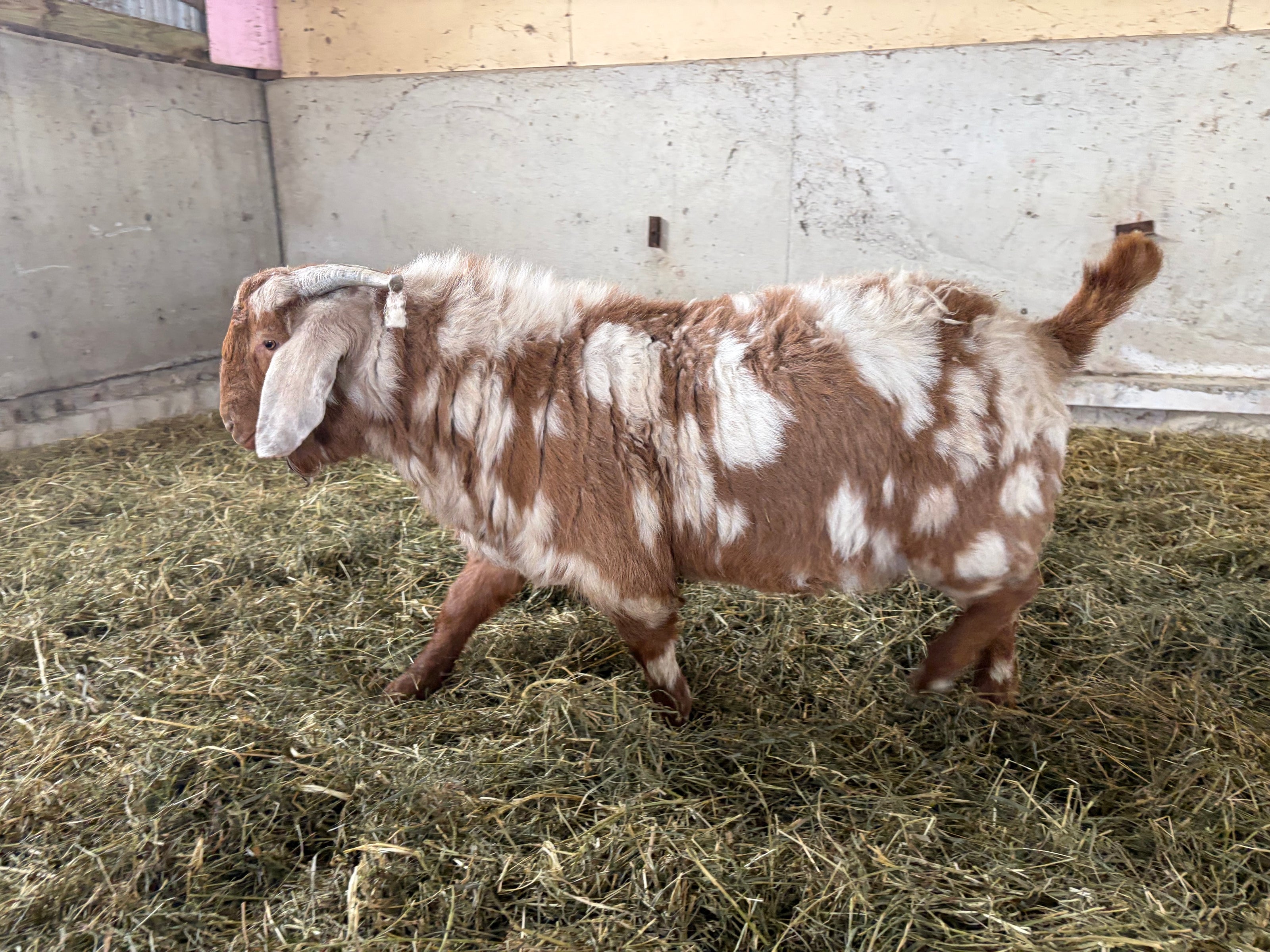 Male boer goat walking in hay in an indoor barn pen. The goat is brown with white dapples. 