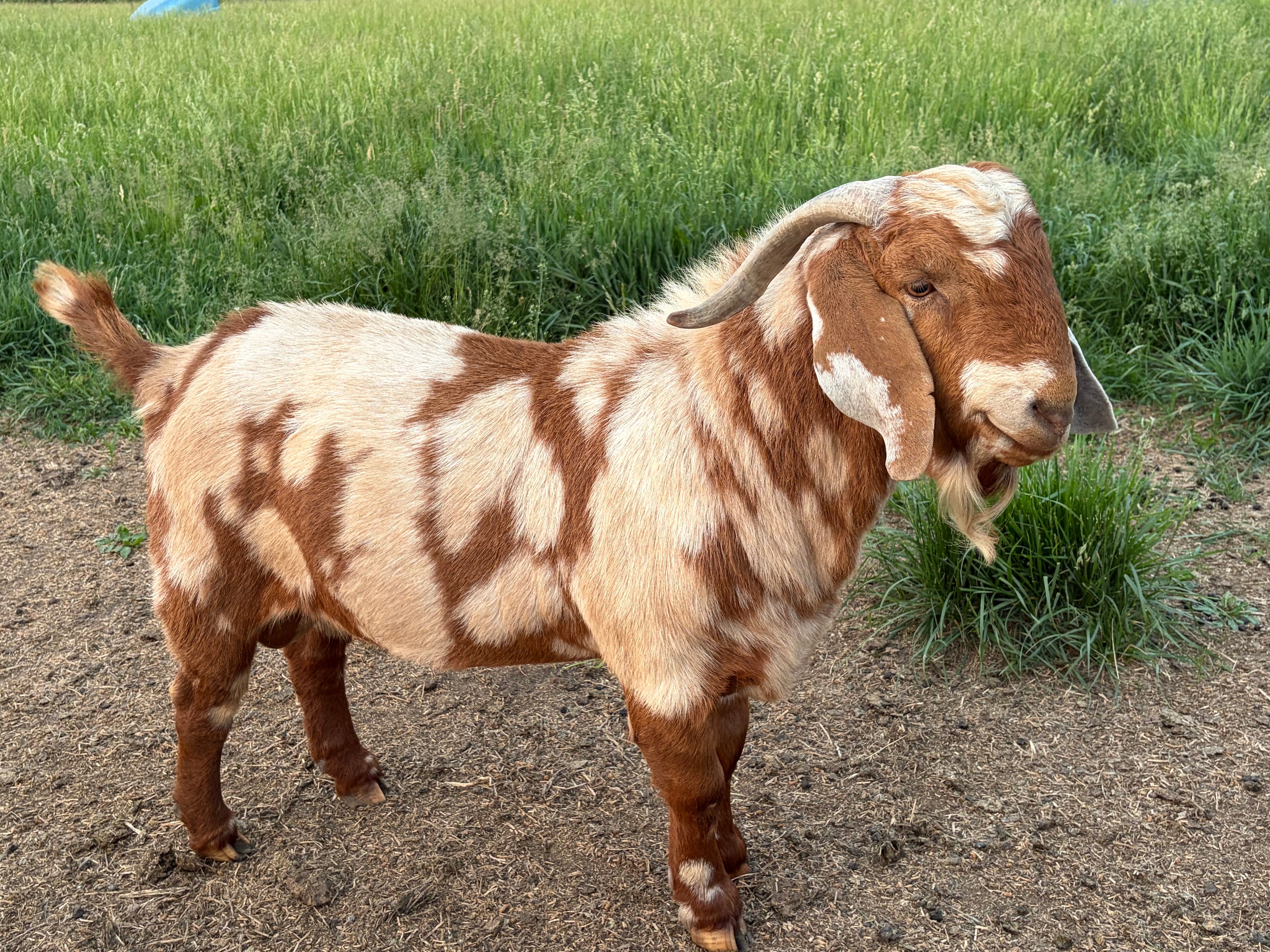 A brown and cream spotted goat standing on dirt next to a green grassy field.