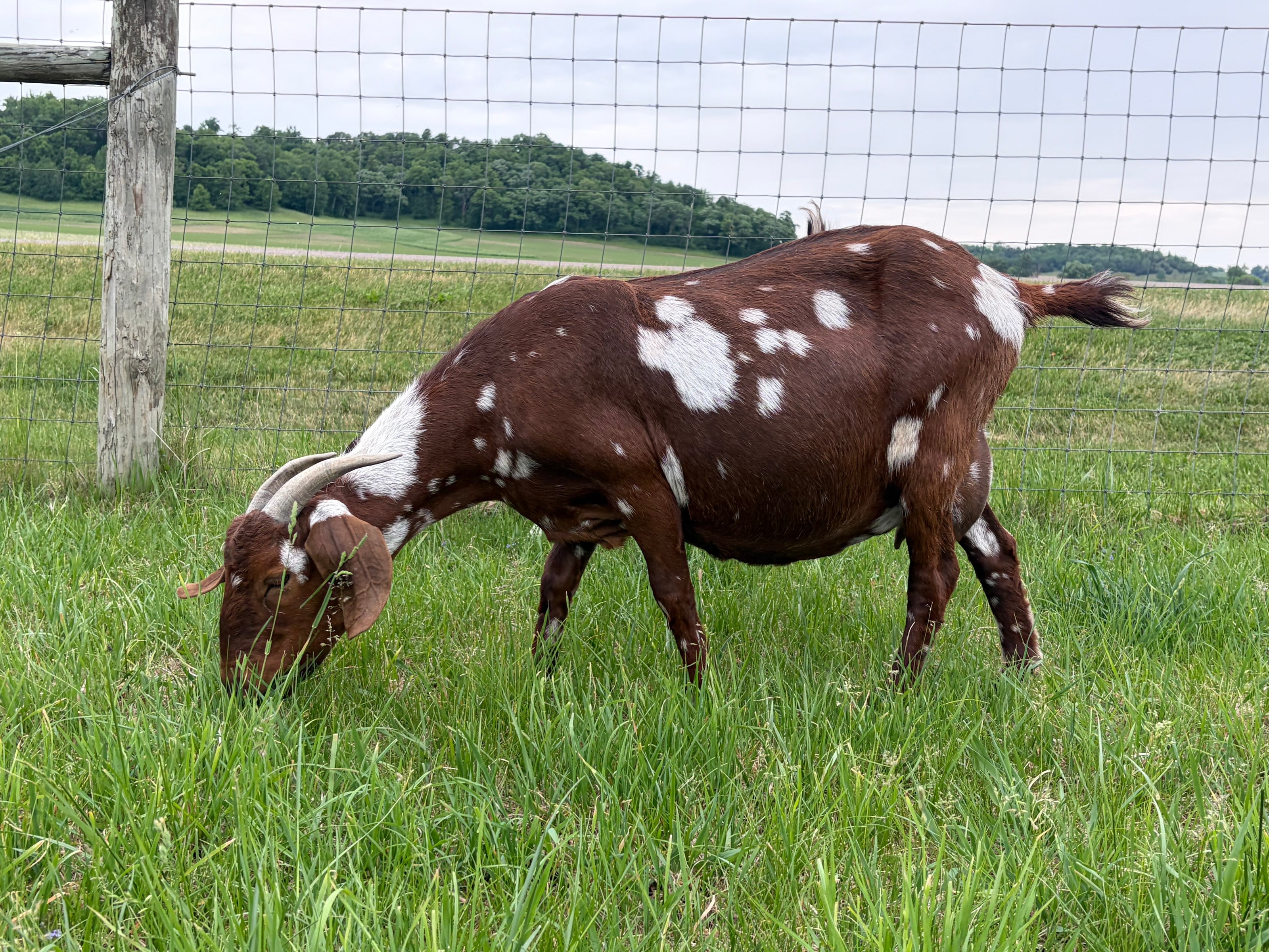 A female goat eating grass in a green pasture. She is red in color with many white dapples. There is a fence in the background. 