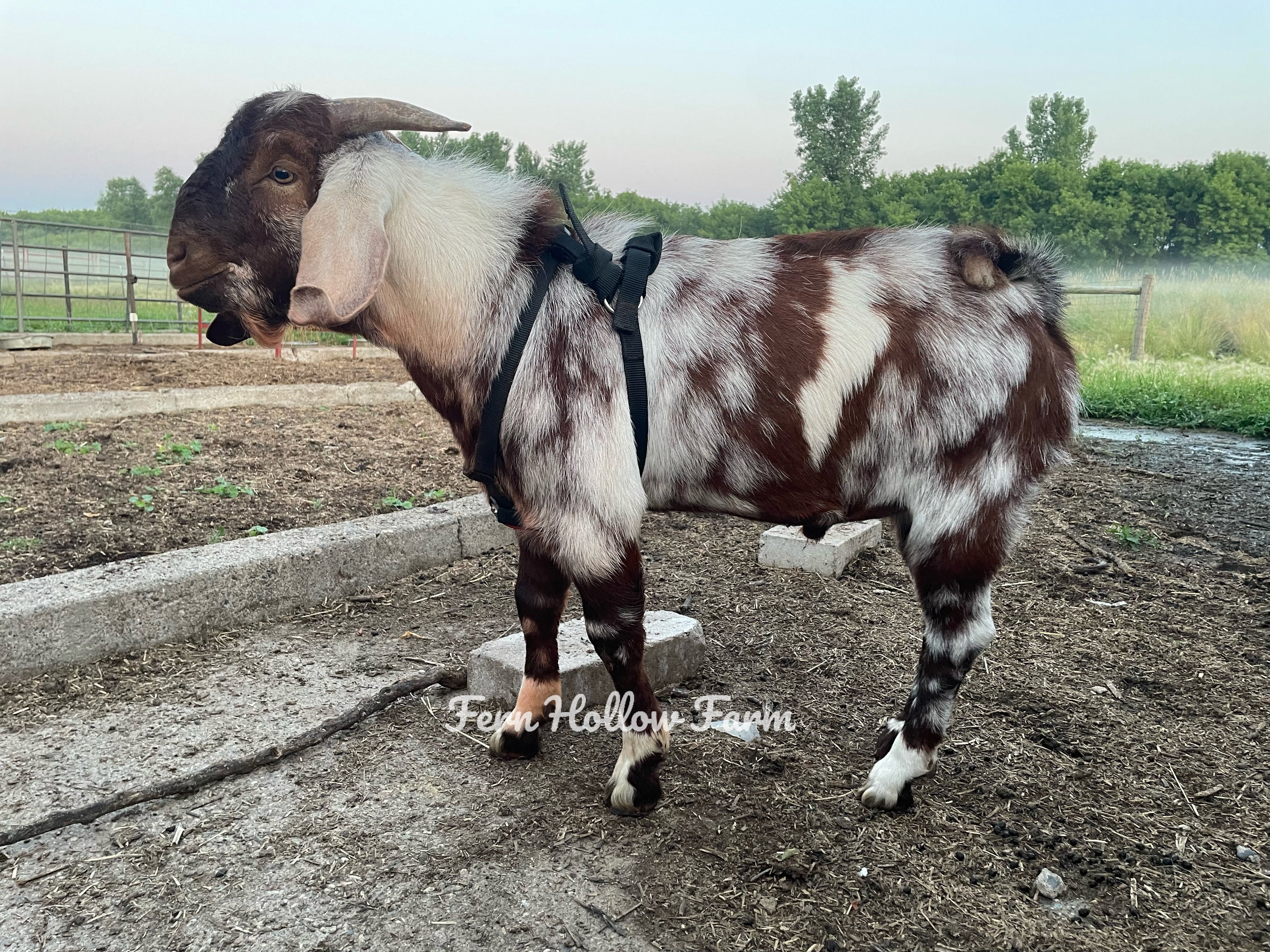 A brown and white spotted male boer goat standing on concrete in an outdoor pen. The goat is wearing a black breeding harness.