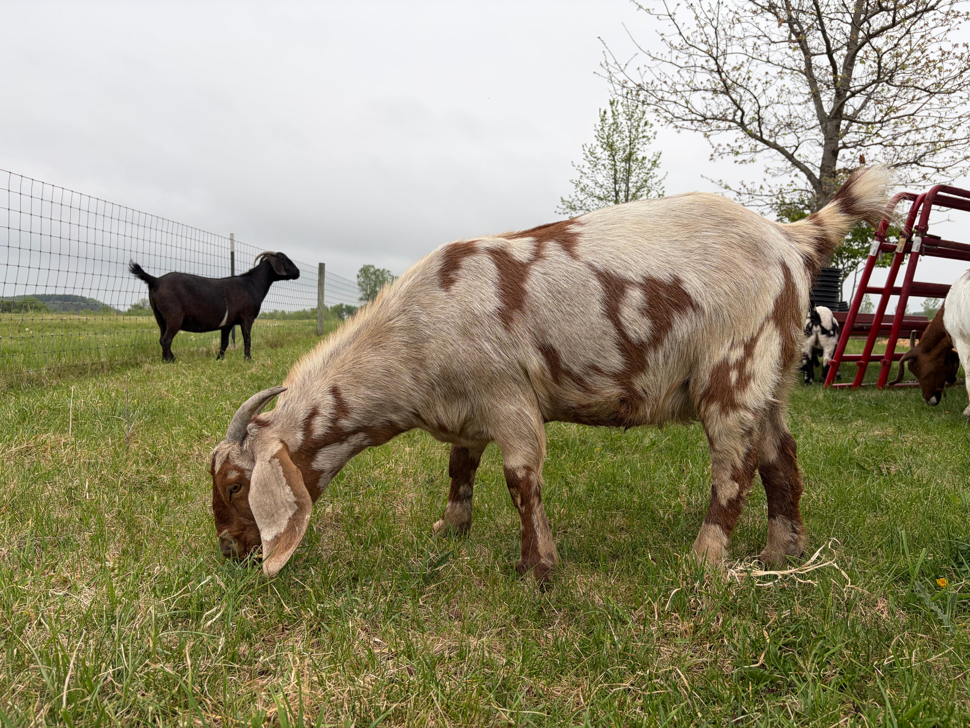 A female tan and brown goat grazing in a grassy field with a cloudy sky. A black colored goat is in the background. 