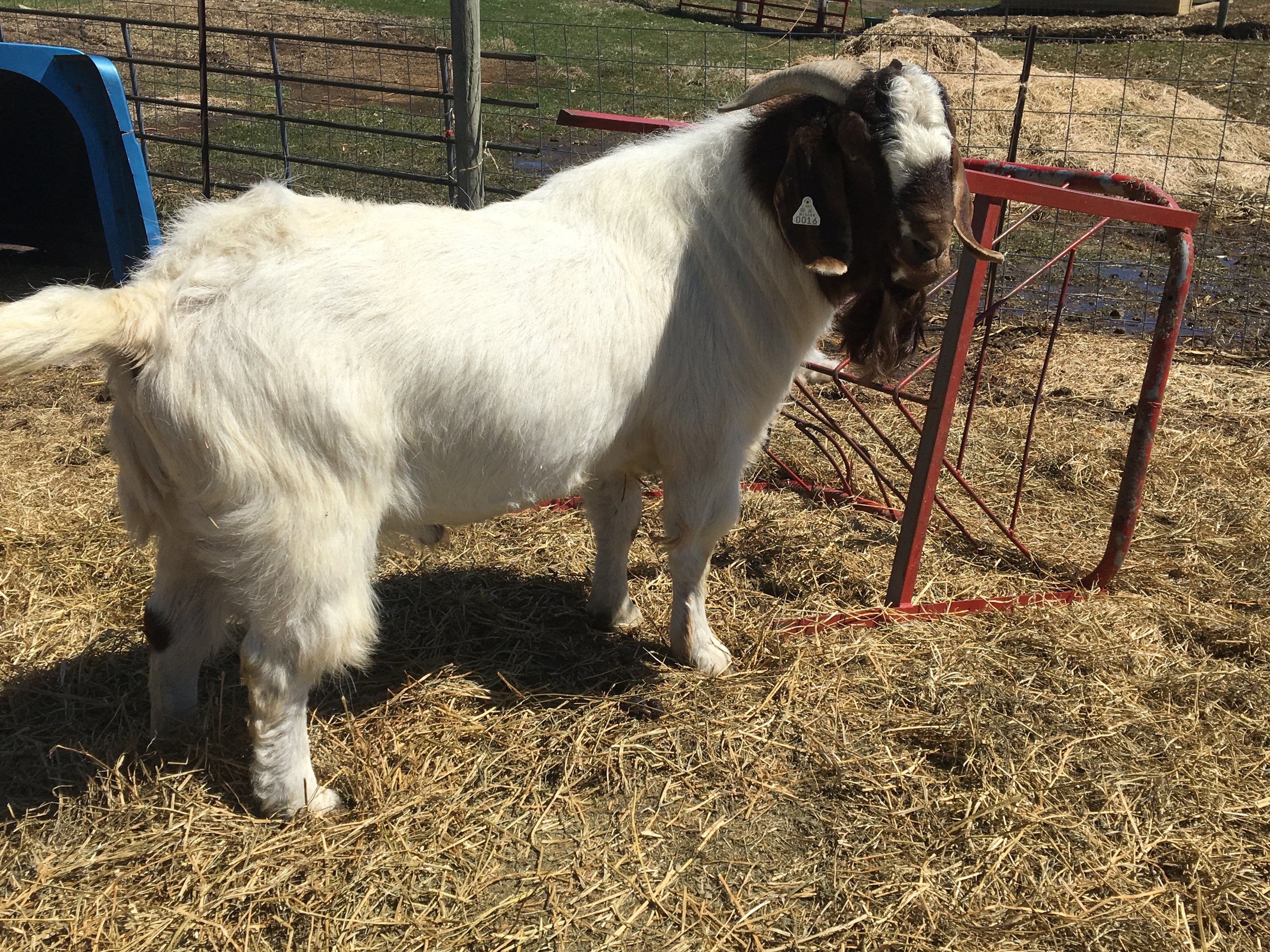 A large male boer goat standing on hay next to a red, metal hay feeder. The goat is white colored with a dark brown colored head. 