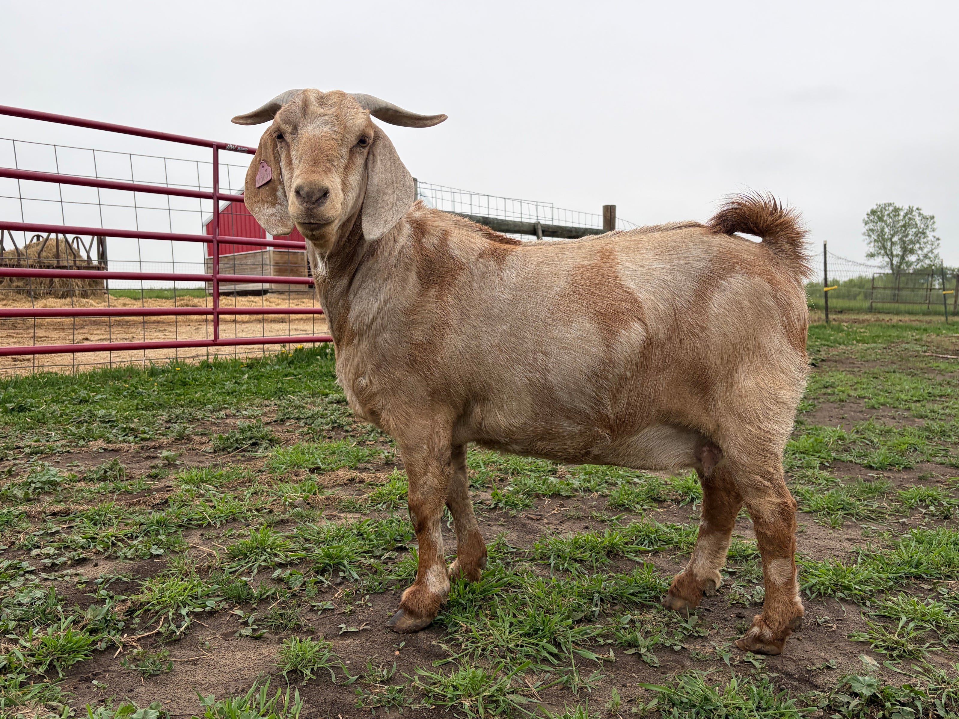 A mature female goat standing in a grassy field with a red gate in the background. The goat is a tan and red color. 