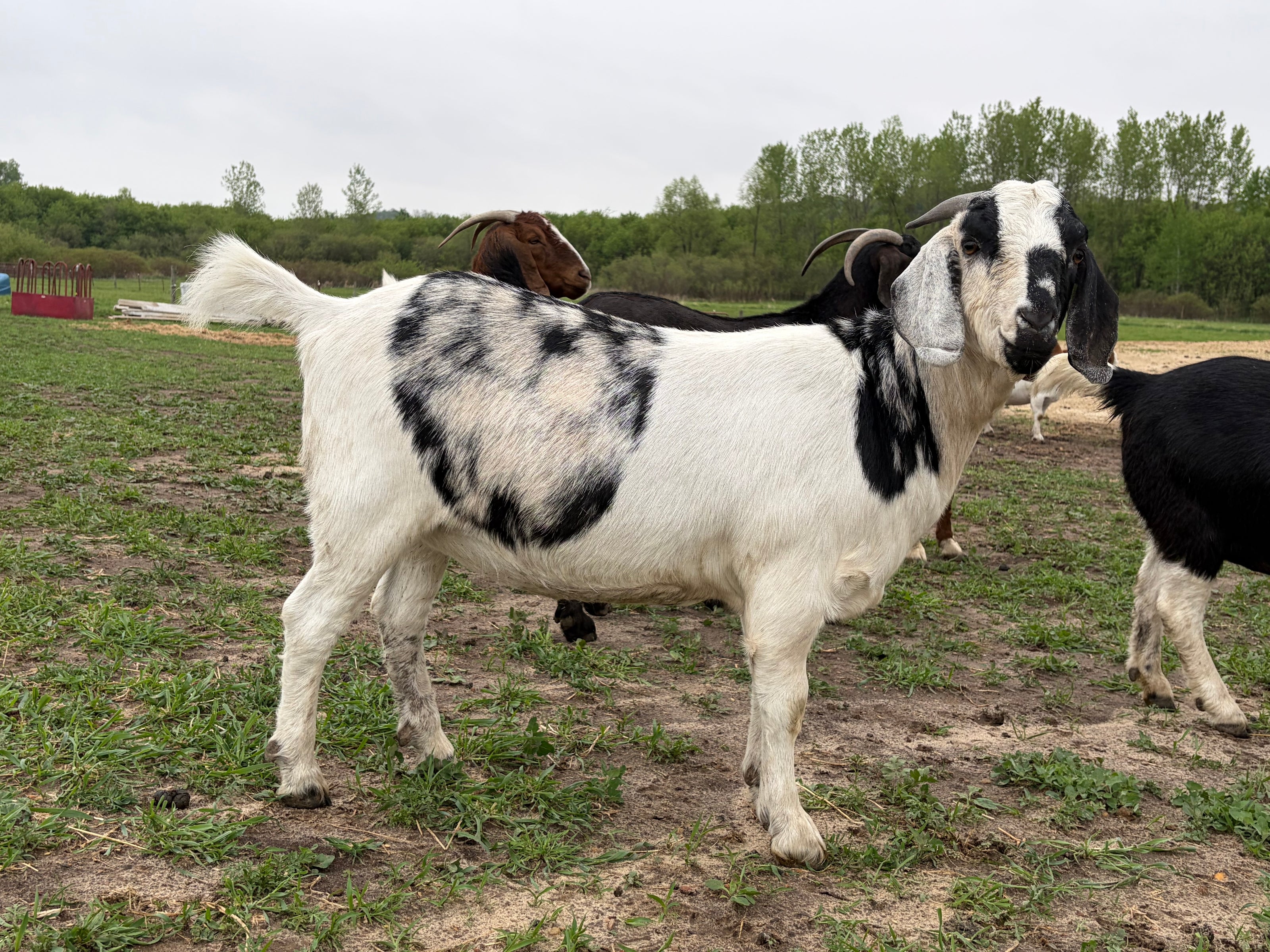 Female boer goat with black and white patches standing in a field with trees in the background. 