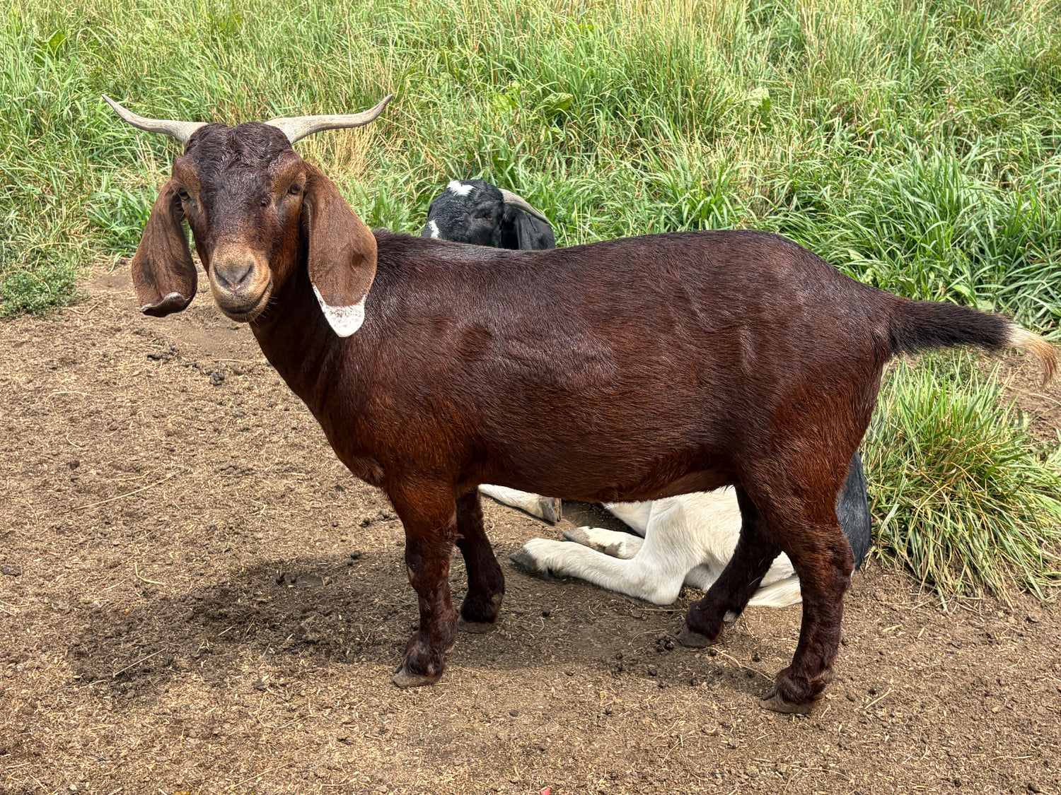 A dark brown goat with long ears and curved horns stands on dirt ground in a grassy outdoor setting, with another goat lying behind it.