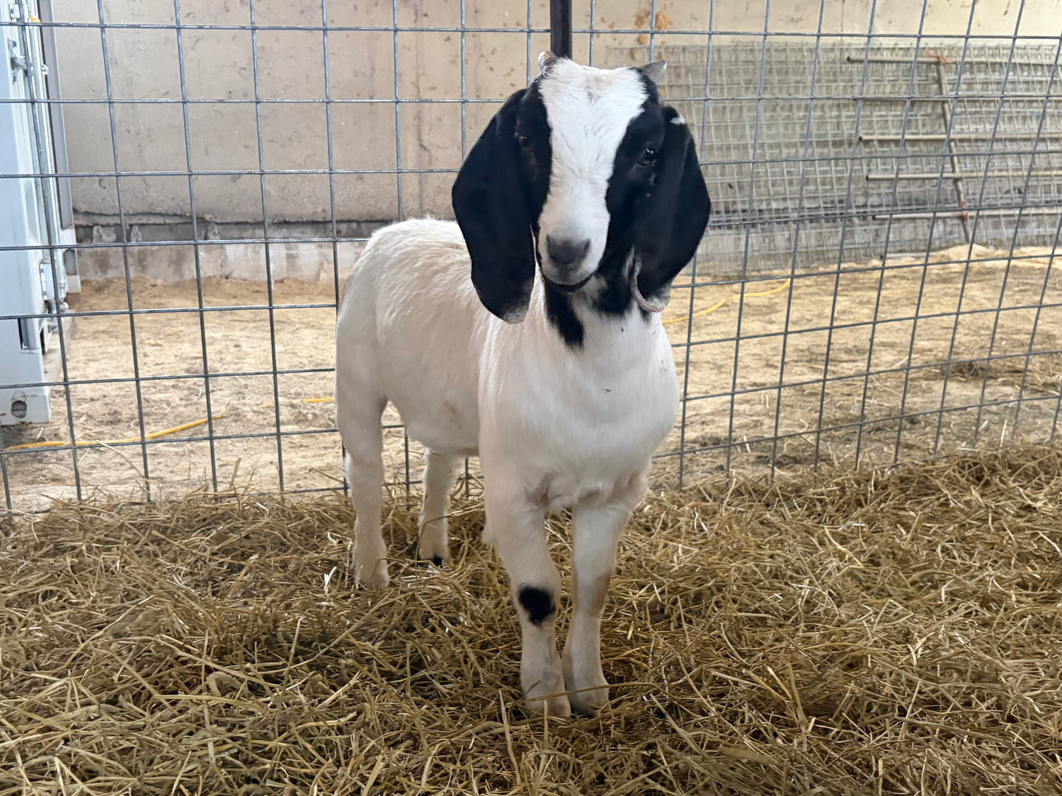 White boer goat with a black head in a barn. 