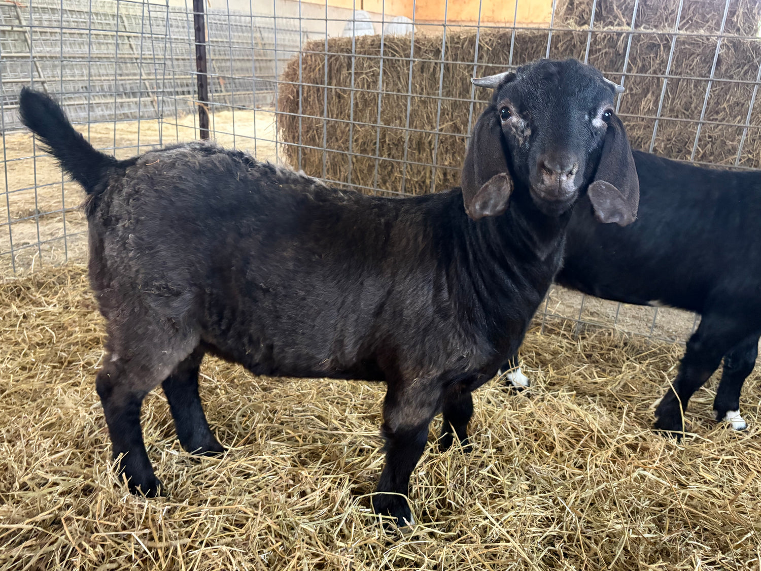Solid black young doe standing in a barn. 