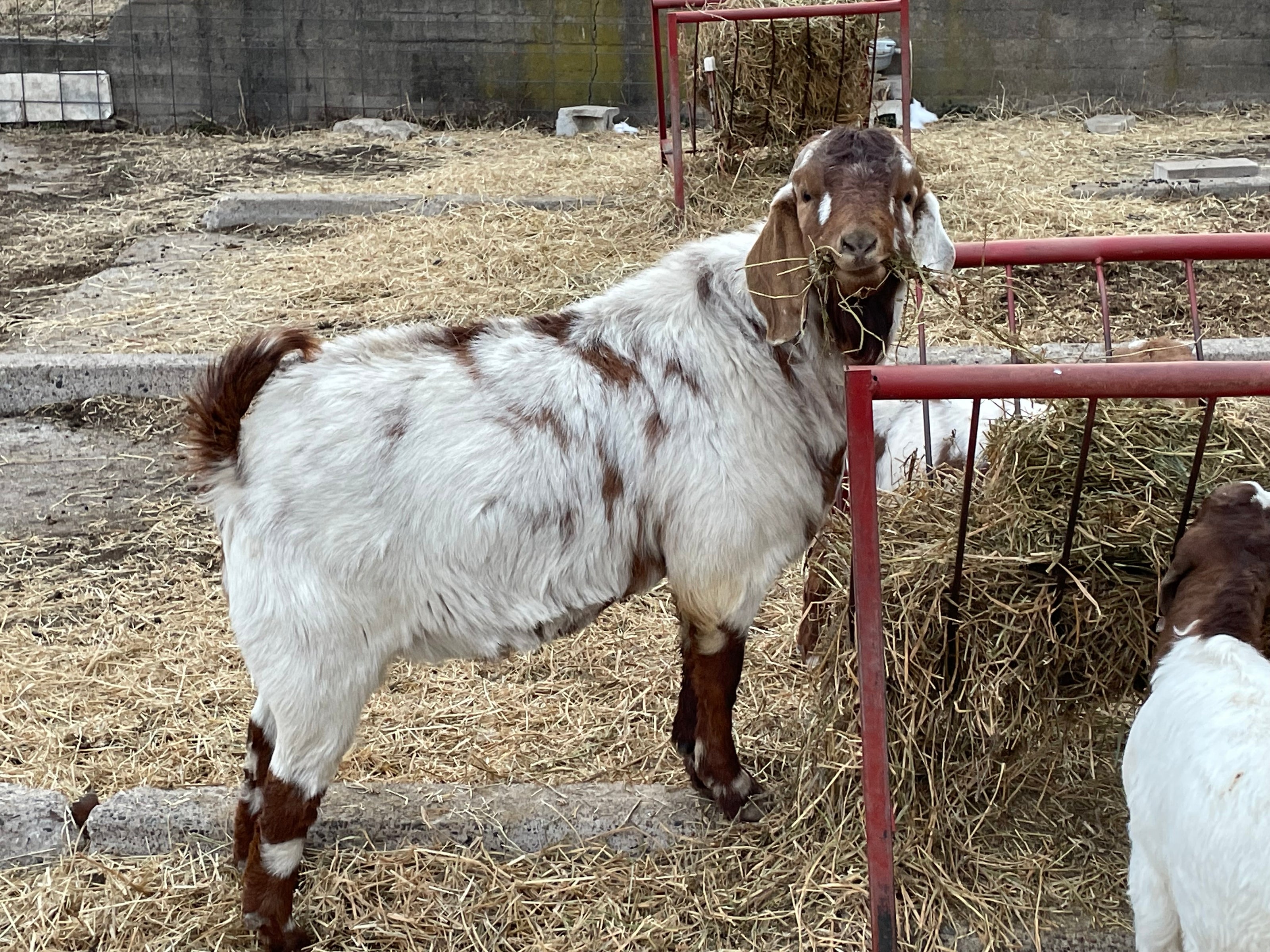 Brown and white spotted male boer goat standing on concrete in an outdoor pen with a concrete wall behind it. The goat is eating hay out of a red feeder.