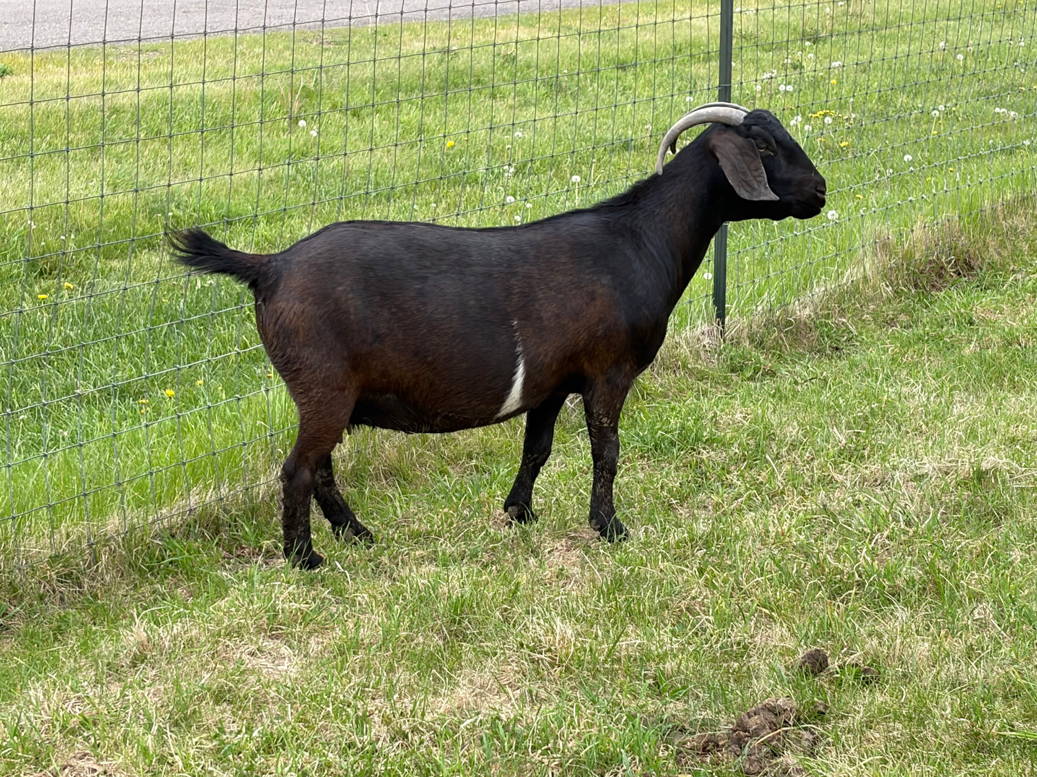 Black mature female goat with white markings on the belly standing in a grassy area next to a wire fence.
