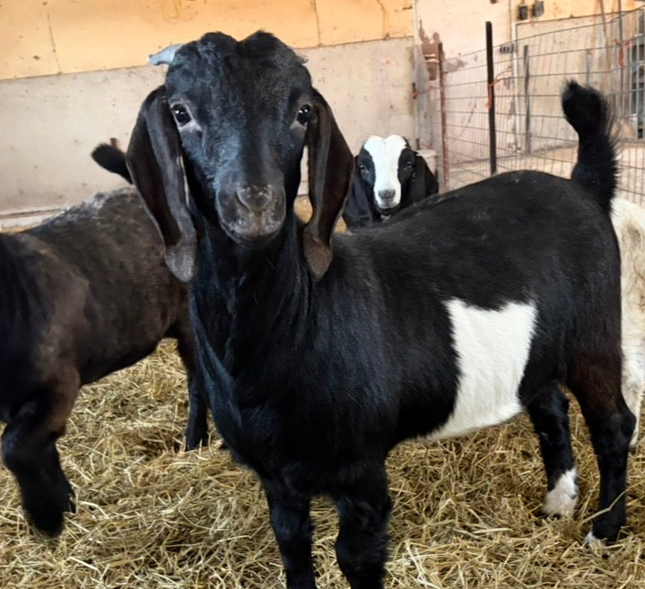 Black young in age with white patches standing in a barn with more goats in the background. 