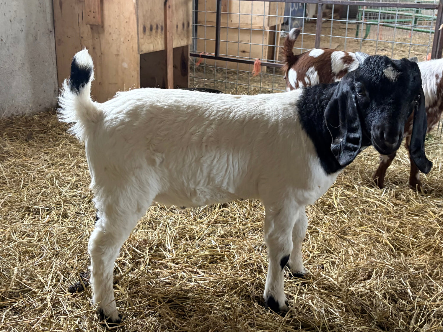 White goat with a black colored head. Young in age and standing in a barn. 