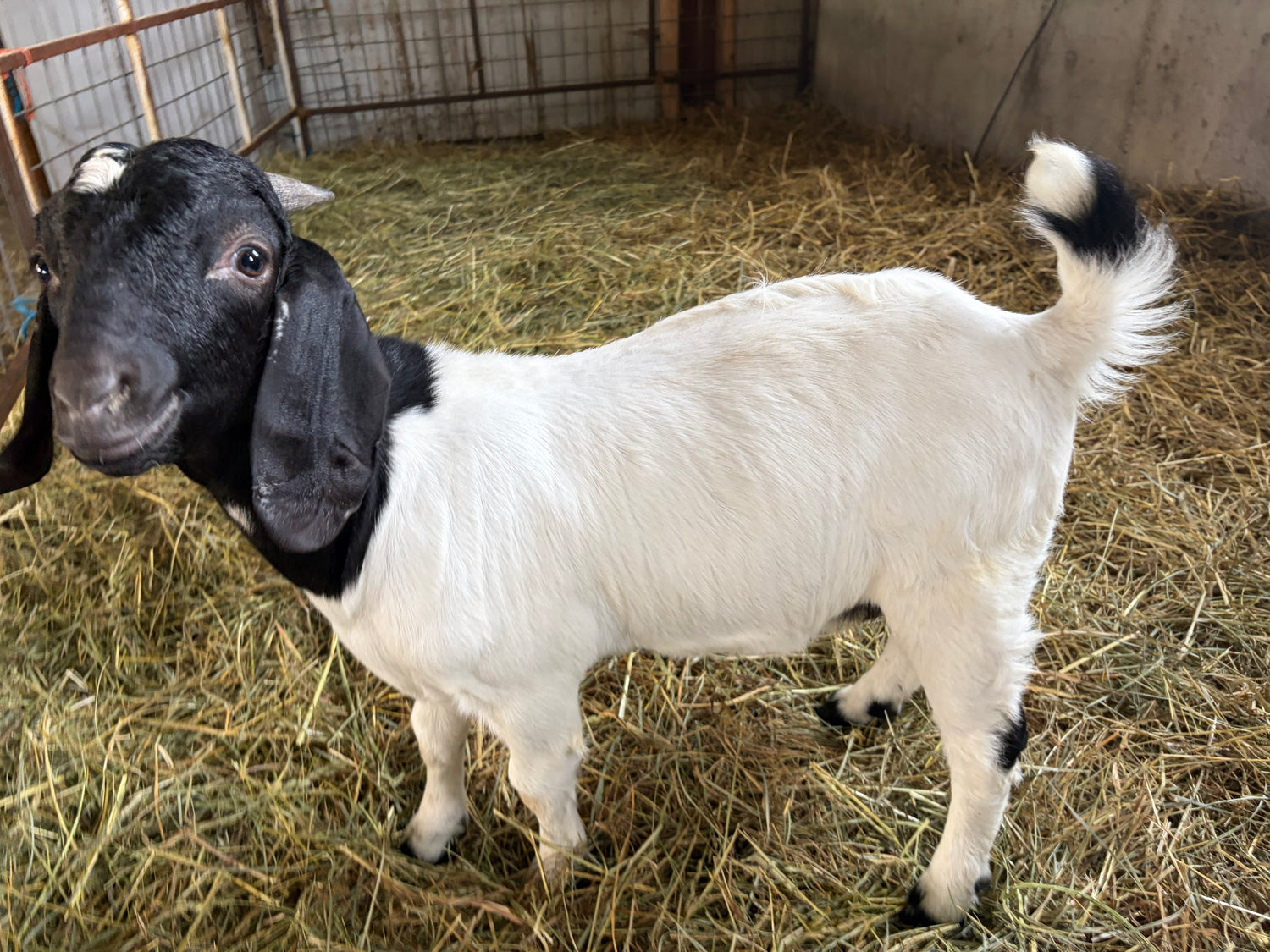 White goat with a black colored head and tail. He is standing in hay in a barn. 